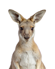 Portrait of a Kangaroo, standing in front view, on transparent or white background
