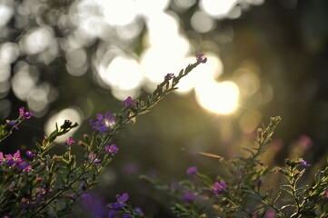 flowers in the evening 