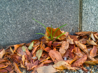 落ち葉の隙間から力強く生えている雑草