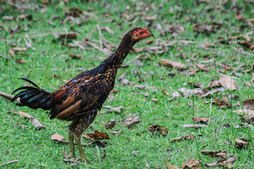 Wild chickens are birds that forage in natural grasslands.