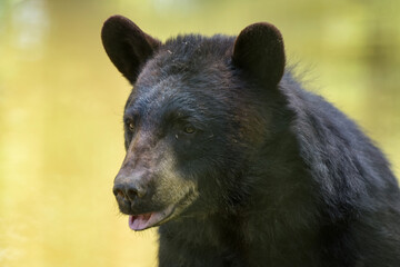 Portrait of a black bear in park