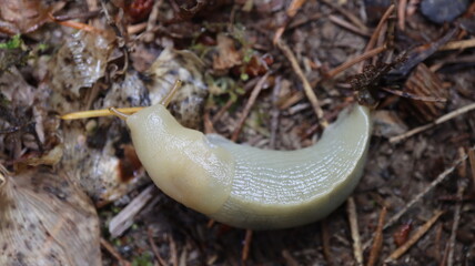 Banana slug photographed in the Hoh Rainforest.
