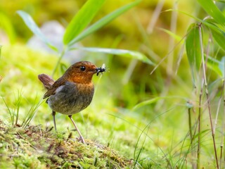 森の中で捕まえたエサをくわえたまま周りを見渡しているコマドリの雌
