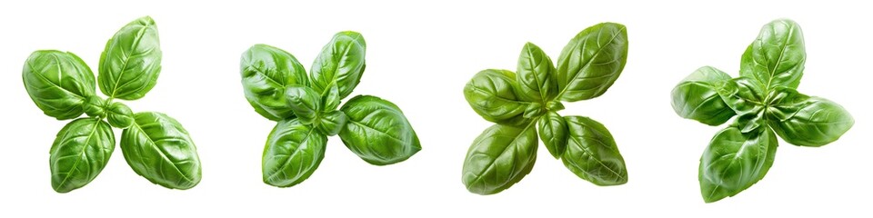 Obraz premium Macro shot of a fresh green basil bract, isolated on a white background for clipping