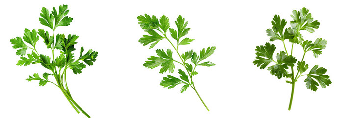 Macro shot of a fresh green parsley sprig, isolated on a white background for clipping