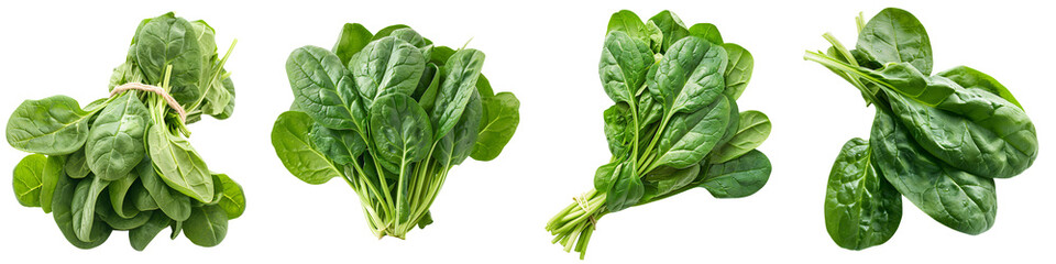 Macro shot of a fresh green spinach bunch, isolated on a white background for clipping