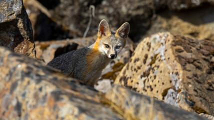 A Grey Fox walking among the rocks in a California County Park