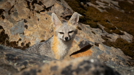 A Grey Fox walking among the rocks in a California County Park