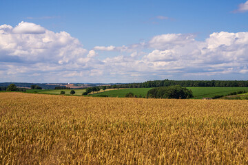 Beautiful landscape of green fields and golden wheat field . There are huge clouds in  blue sky. Rich Harvest, Agricultural farm.