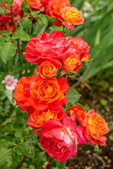 Close up of rose flowers covered in raindrops. The background is lush and green. Orange rose grows in the garden.