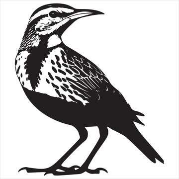 recommend clip art: Western meadowlark silhouette, Meadowlark Bird Clipart,  Western meadowlark standing upright Illustration