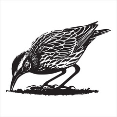 Fototapeta premium Western meadowlark silhouette, Meadowlark Bird Clipart, Western Meadowlark feeding on ground Illustration