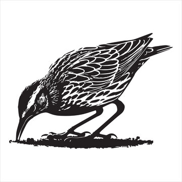 recommend clip art: Western meadowlark silhouette, Meadowlark Bird Clipart,  Western Meadowlark feeding on ground Illustration