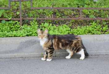 A mottled yellow-eyed cat stands on the asphalt near the curb