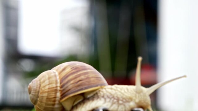Snail land shelled gastropod coiled shell animal, up-close outdoor