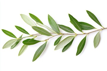 Isolated olive twigs featuring vibrant green leaves against a white backdrop, clipping