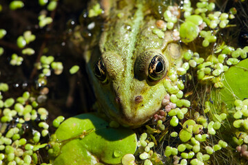 Marsh frog, frog eyes, Pelophylax ridibundus, in nature habitat. Wildlife scene from nature, green animal in water. Beautiful frog in dirty water in a swamp. amphibian close-up