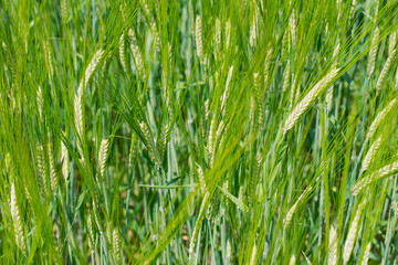 Young Wheat ears illuminated by sunlight. Gorgeous shape of the Wheat spikes. concept of a good harvest in an agricultural field. green spikelets. rye, close-up. green natural background