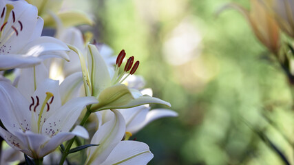 Lilium maculatum Thunb. yellow lily. beautiful lily flower. delicate white lilies in the garden, in the flowerbed. floral background. blurred natural background. flowering season, close-up © Oleksandr Filatov