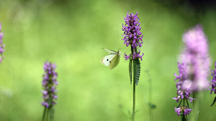 Pieris rapae. white butterfly sitting on pink wildflowers. summer season. beautiful delicate butterfly on a flower close-up. Blurred light background. insects in nature, macro photo.