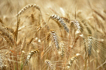 Wheat field. Ears of golden wheat. The concept of a rich harvest, agro-industrial complex, farming. golden spikelets of ripe wheat in the field close-up. blurred background. soft selective focus