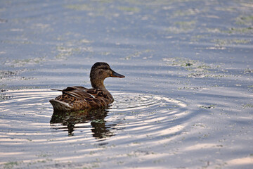 Anas platyrhynchos. duck in the pond. A northern shoveler duck is captured swimming in calm waters. with its colorful plumage and distinctive large bill. natural habitat. female duck mallard waterfowl