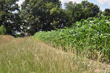 green corn leaves. Corn farm. photo of corn field. concept of good harvest, agricultural. Field of corn in spring or early summer. field road