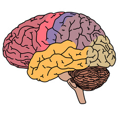 Parts of the brain