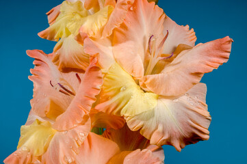 Blooming gladiolus kissy ruffle on a blue background