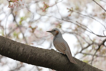 木にとまったヒヨドリ