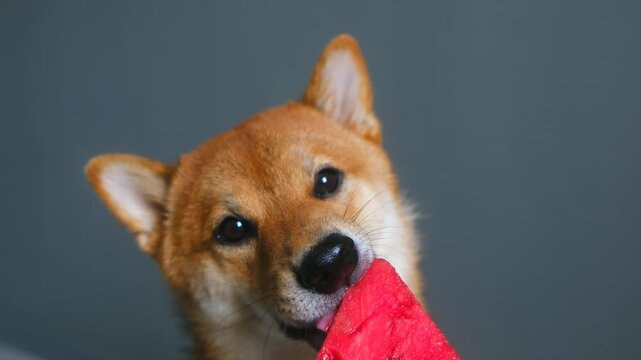 Shiba Inu eagerly chomps down on slice of watermelon. Lovely dog enjoys cool refreshing taste of berry on hot day on gray background
