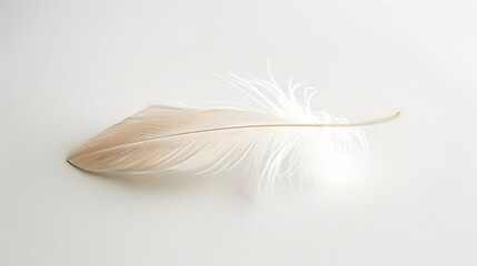 Obraz premium Single feather on a white background. Light and delicate.