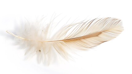 Obraz premium Single feather on a white background. Light and delicate.