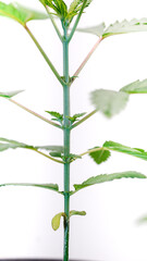 Marijuana growing white background indoor