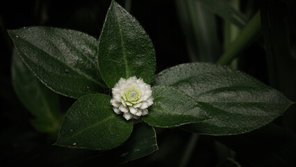 Gomphrena celosioides with Sunset Background