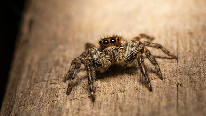 Macro photo: Small jumping spider with lots of hair,macro nature.