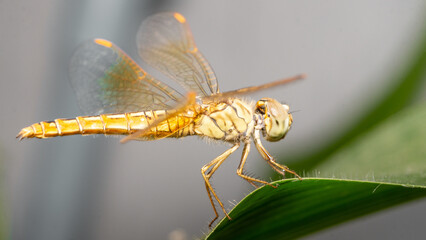 Dragonfly  with macro Reveal details body surface