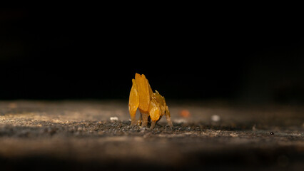 Obraz premium close up of group of musrooms in the forest,autumn forest musroom macro photography closeup