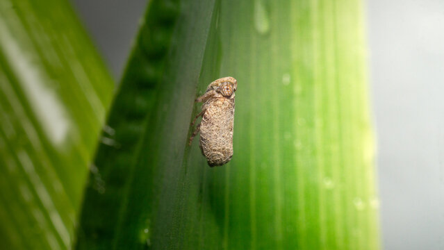 Close up of the Brown planthopper on green leaf in the garden. the Nilaparvata lugens (Stal) on green brunch,The ladybug cicada inhabits the leaves of wild plants