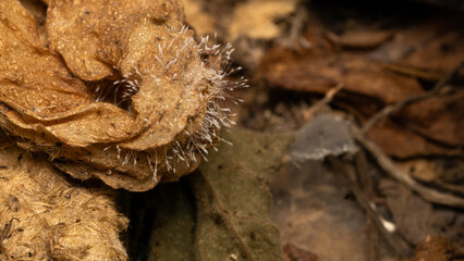 A natural fungus that grows on dry branches.
