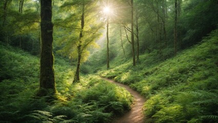 Obraz premium Enchanting sunlit forest path winding through lush green ferns in misty woodland
