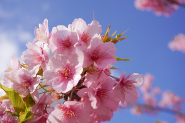 Tokyo sakura it's very popular places to visit kanzakura(pink kind) it's really around mid February to early march  

