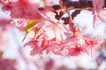 Tokyo sakura it's very popular places to visit kanzakura(pink kind) it's really around mid February to early march  
