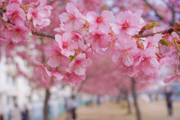 Fototapeta premium Tokyo sakura it's very popular places to visit kanzakura(pink kind) it's really around mid February to early march 