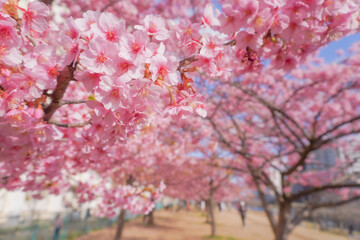 Tokyo sakura it's very popular places to visit kanzakura(pink kind) it's really around mid February to early march  
