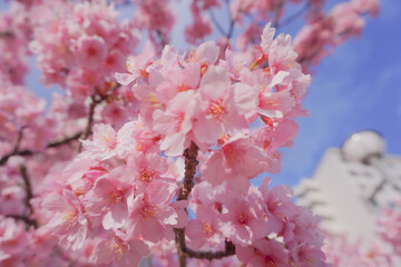 Tokyo sakura it's very popular places to visit kanzakura(pink kind) it's really around mid February to early march  
