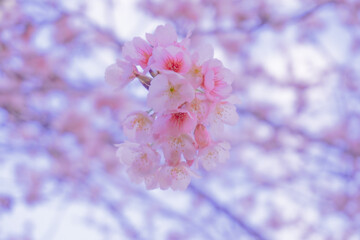 Tokyo sakura it's very popular places to visit kanzakura(pink kind) it's really around mid February to early march  
