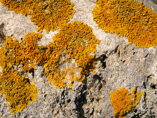 Orange and yellow lichen on a rock