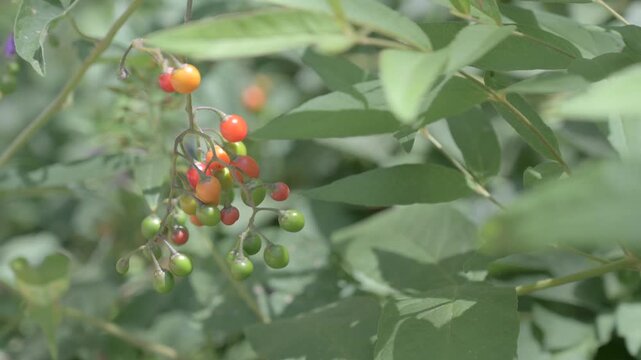 Red and green fruits of the nightshade plant