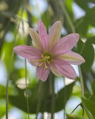 Beautiful close-up of passiflora tarminiana
